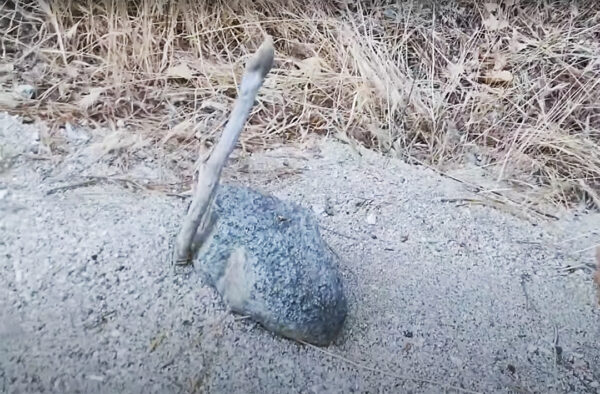 A rock and stick stand next to each other signaling a cathole has been dug.
