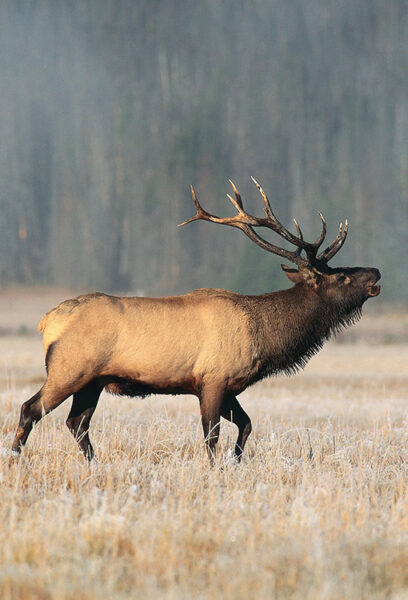 An elk bugles in a meadow