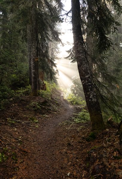 Sunlight filters through the forest, landing on a hiking trail