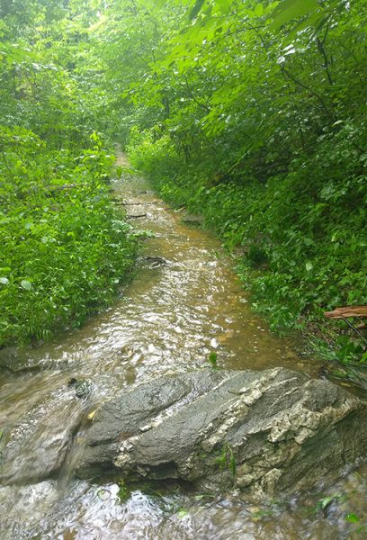 A stream runs swifty through the forest on the Appalachian Trail after recent rains.
