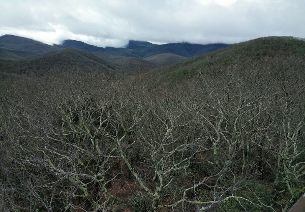 A scnic view of the forested hills along the Appalachian trail. The trees have no leaves, so it is likely early spring or late fall. The sky is grey.