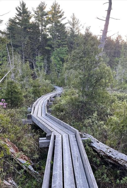 A long wooden boardwalk winds its way through the forest on the Appalachian trail.