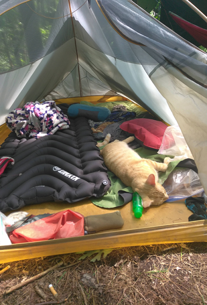 An orange cat sleeps inside a very messy tent.